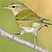 Tennessee Warbler